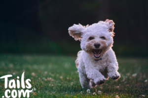 tips for new dog owners