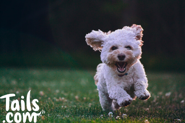 tips for new dog owners
