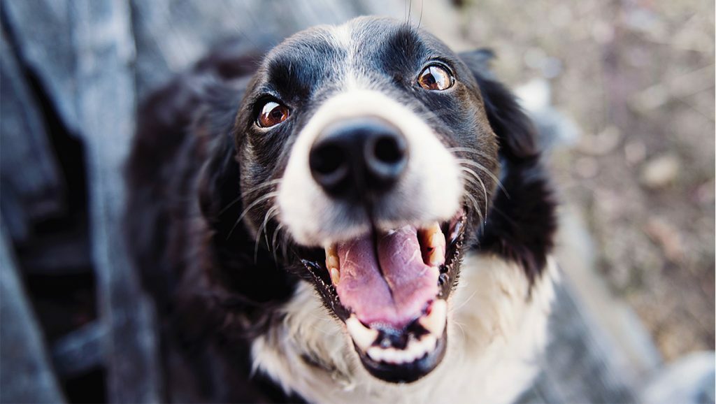 puppy bad breath losing teeth