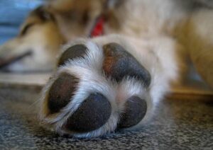 dog paws