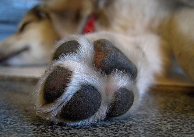Trim your dog's paws and legs before letting them go in the snow