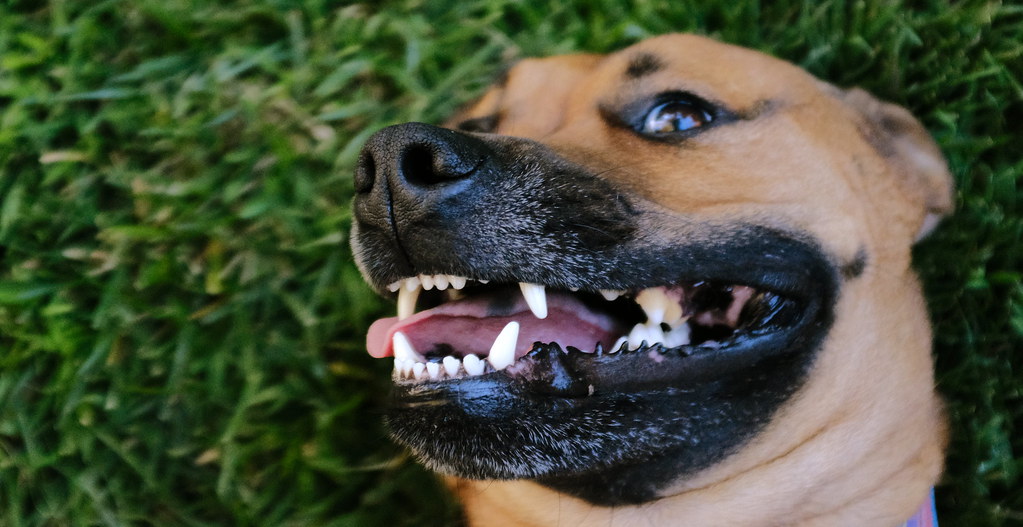 gum disease in dogs