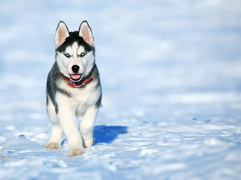 Safe temperature to walk your dog in the snow