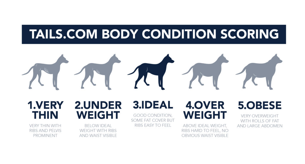 Dog body condition score graph