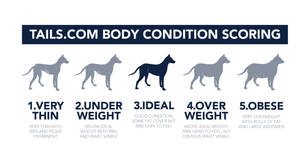 Dog Weight Management: Gaining and Losing Pounds Safely - Nom Nom