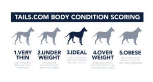 Dog body condition