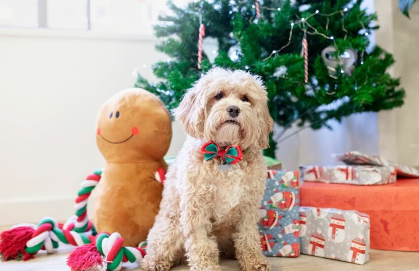 Dog Christmas gifts