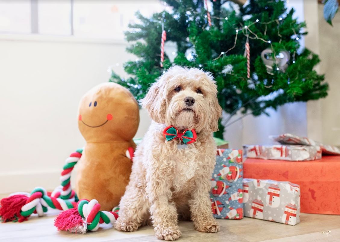 Dog Christmas gifts