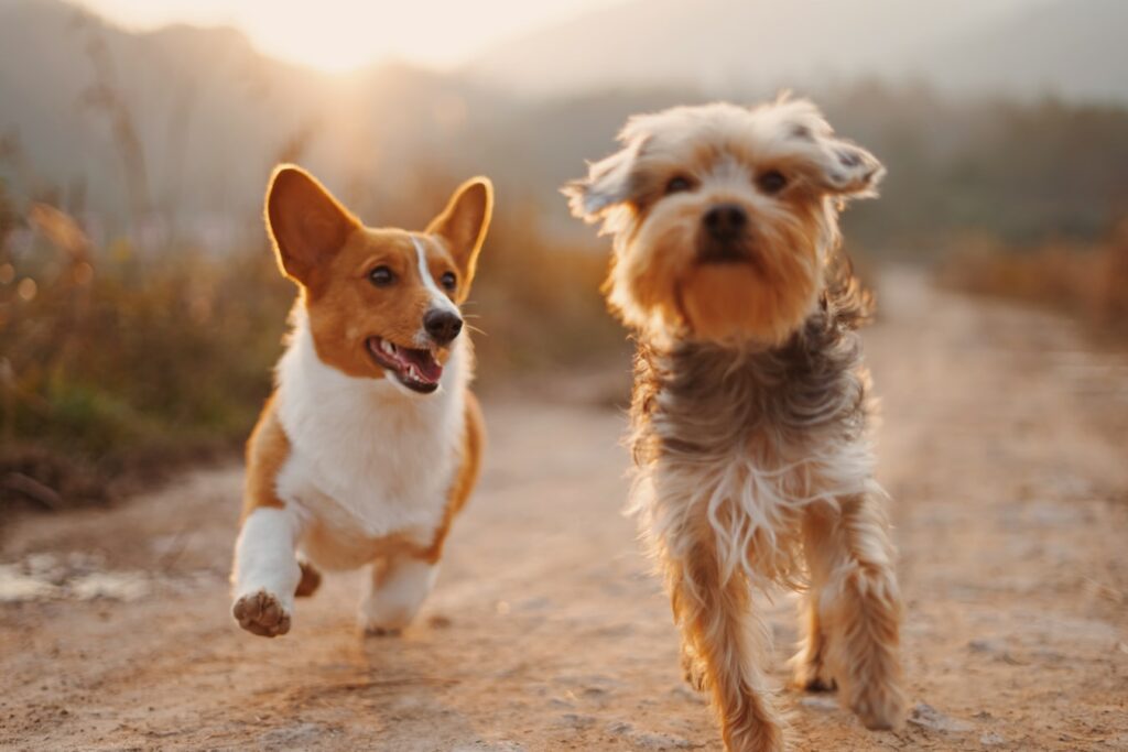 Weight management in puppies