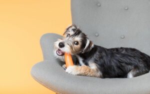 Puppy biting