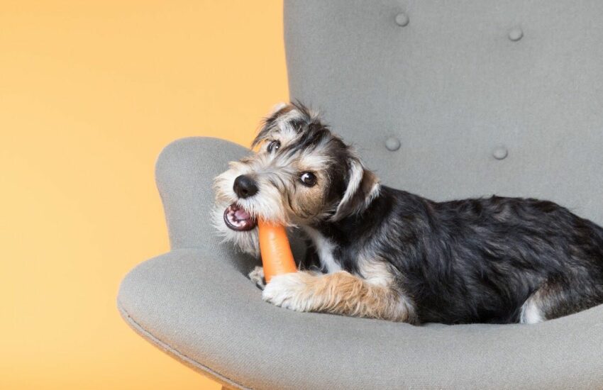 Puppy biting