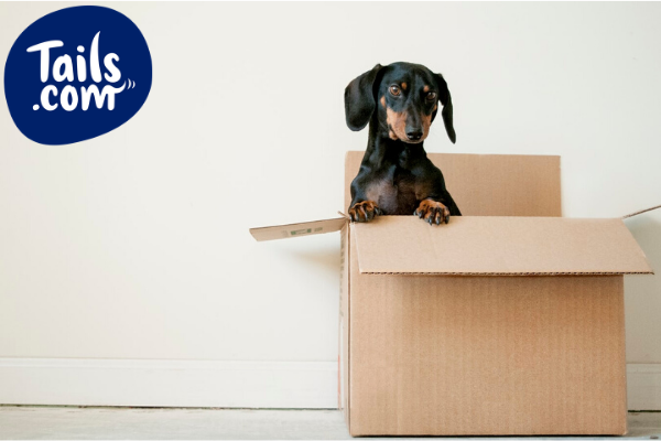 Moving with your dog