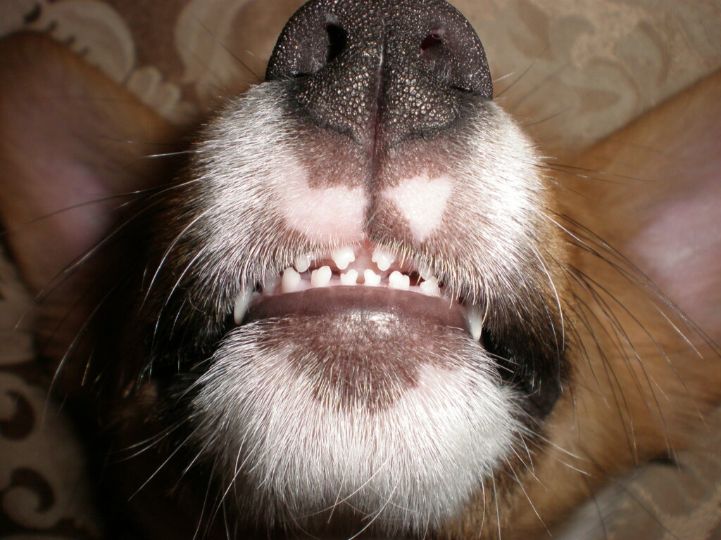 at what age does a puppy lose its canine teeth