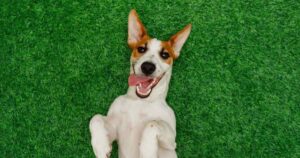 Dog lying down on back on grass with mouth open