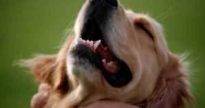 Golden Retriever with head back and eyes closed, and mouth open