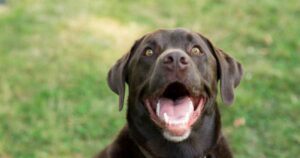 Chocolate Labrador looking at camera with open mouth