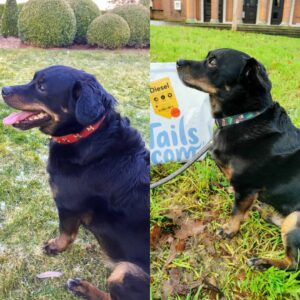 dog weight management