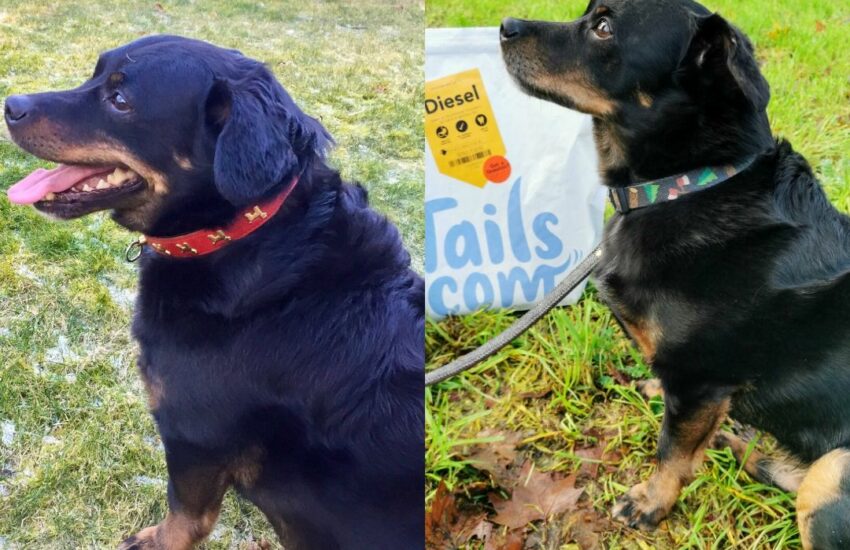 dog weight management