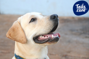 Gum disease in dogs
