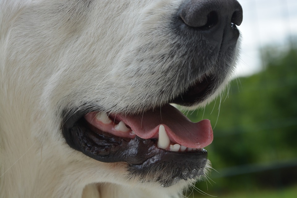 do dogs lose their teeth when they get old