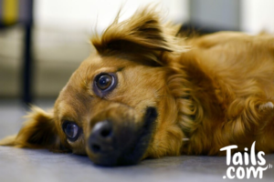 Anxiety in dogs