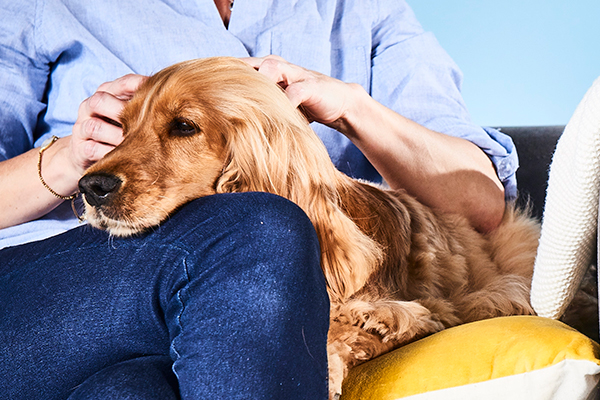 Coronavirus and dogs