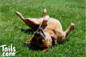 Dog skin allergies