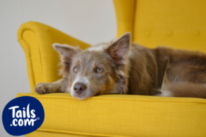Constipation in dogs