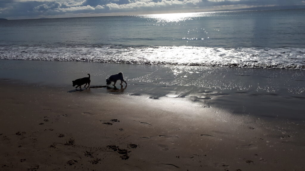 is barry island beach dog friendly