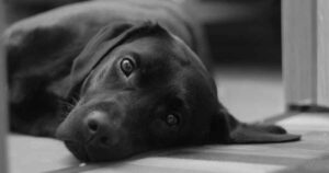 Black Labrador dog lying on the floor looking at camera