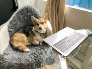 Corgi at home