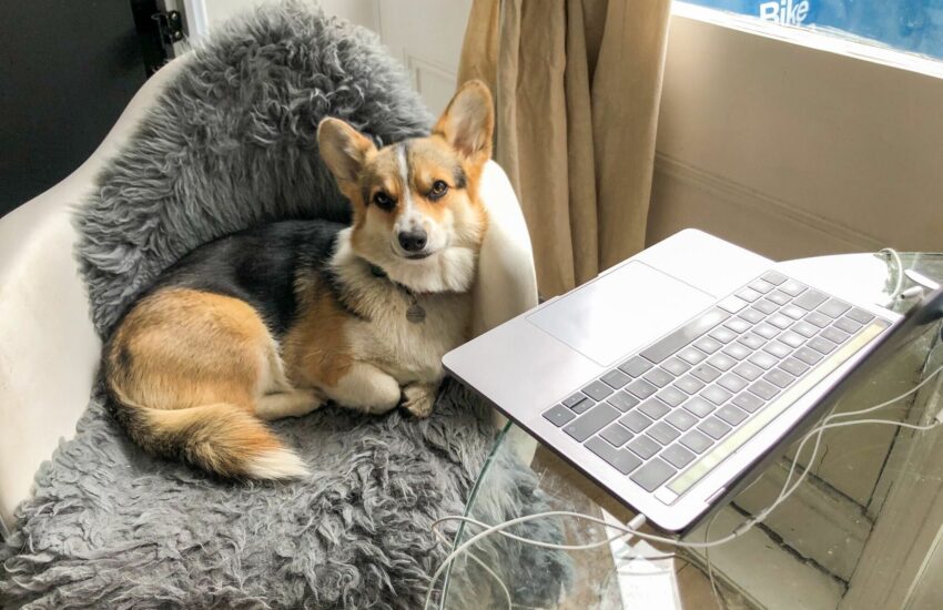 Corgi at home