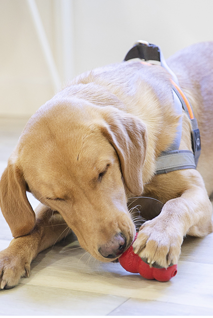 Dog with a Kong toy