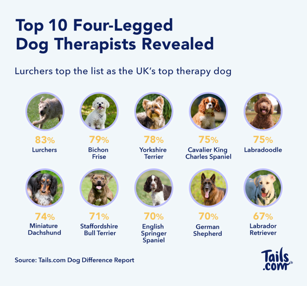 Which Dog Breeds Are Best For Anxiety