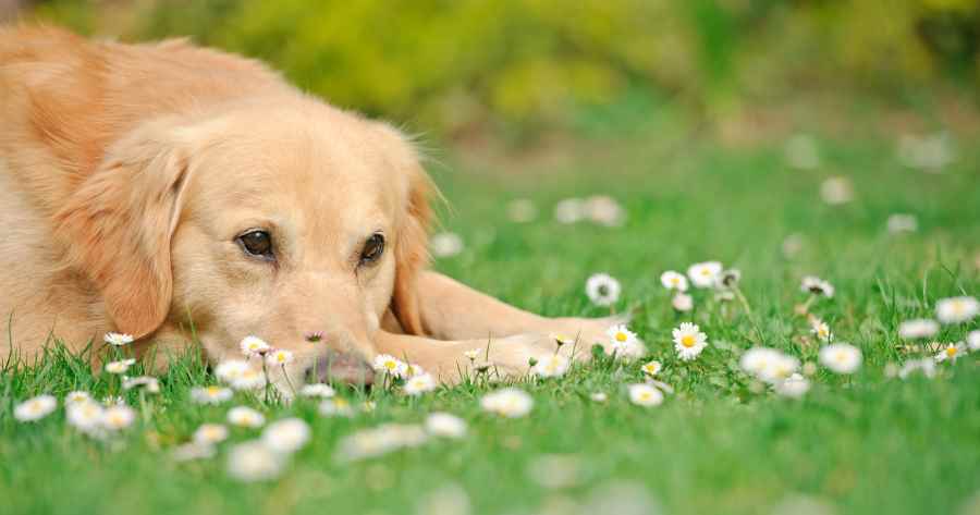 What To Do if Your Dog Is Stung by a Wasp