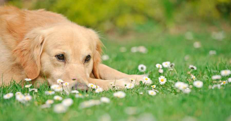 Dog licked outlet wasp spray