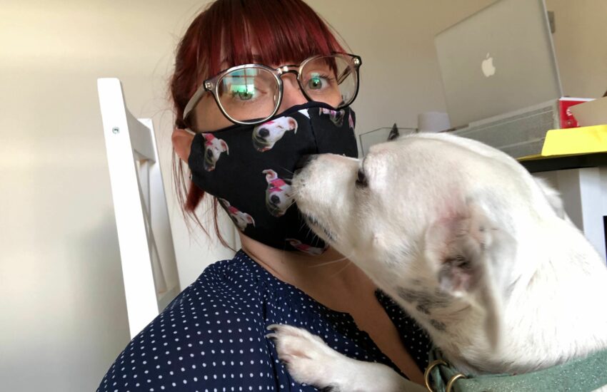 getting your dog used to a face mask