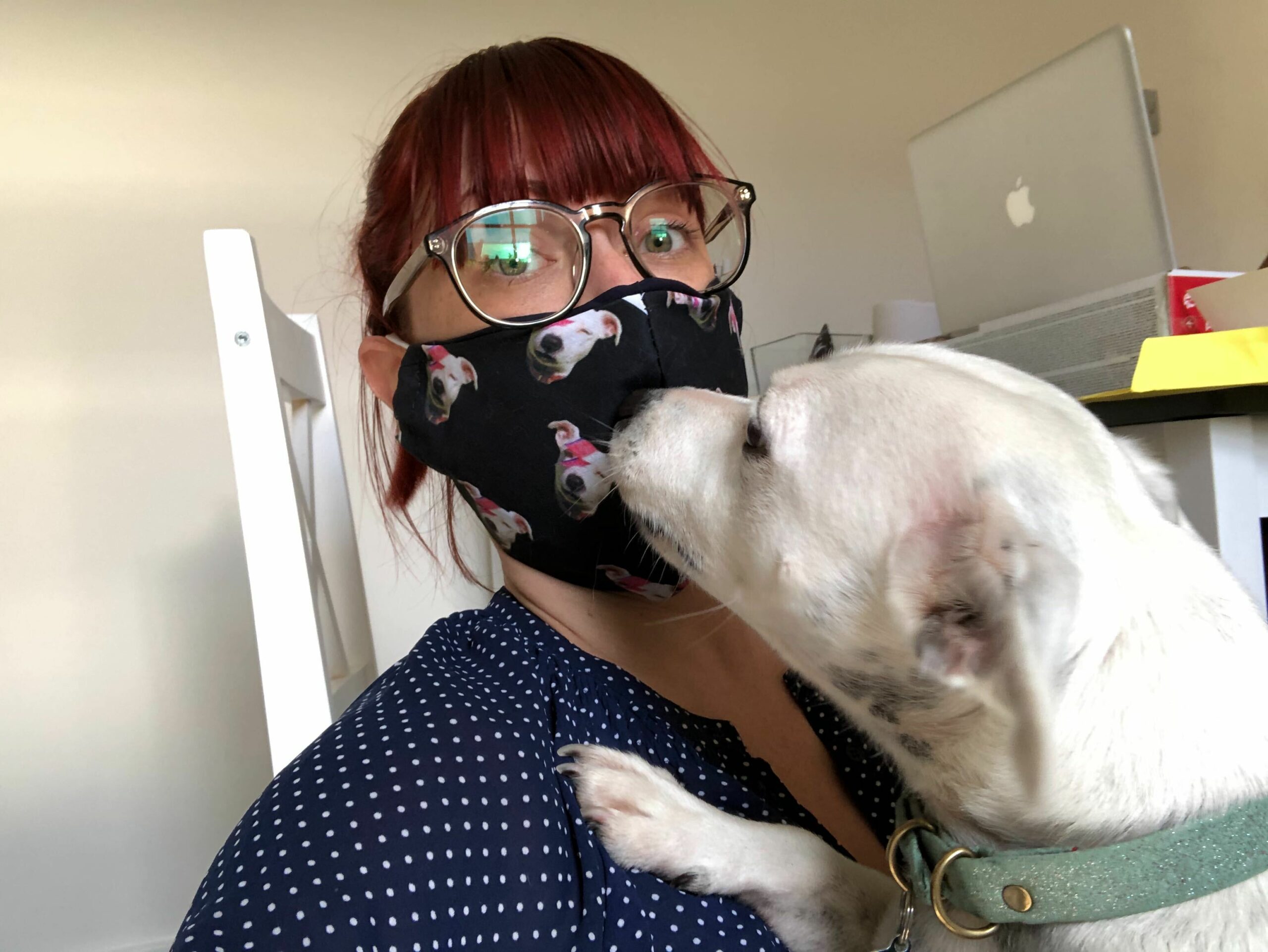 getting your dog used to a face mask