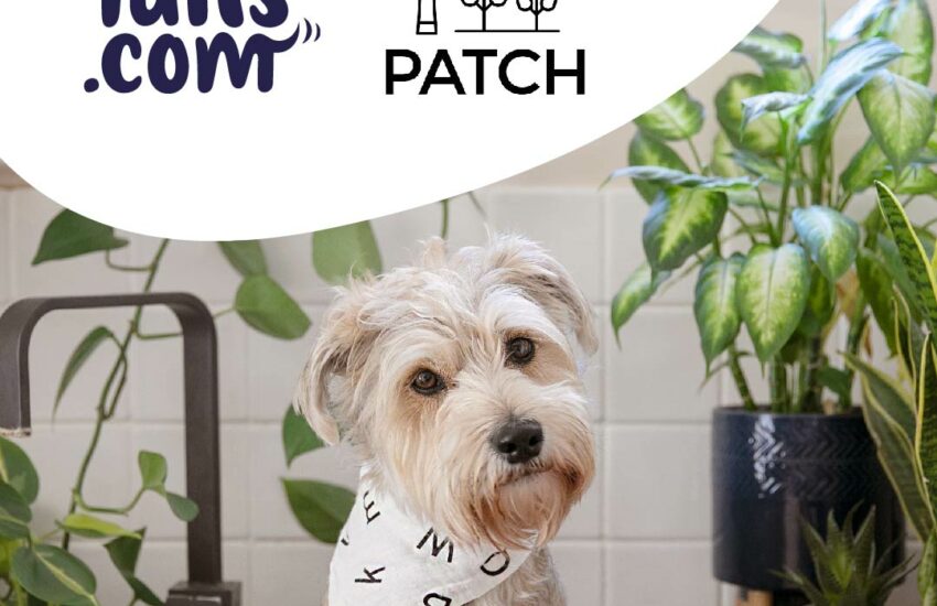 Tails x Patch Plants