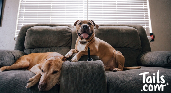 Home Alone? How to Keep Your Dog Happy