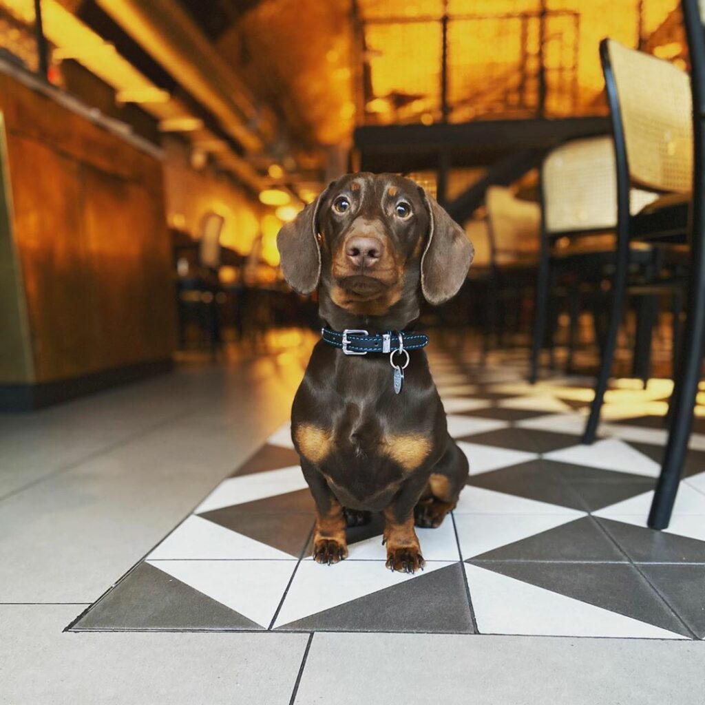 Dog friendly restaurant: Cinnamon Kitchen Battersea