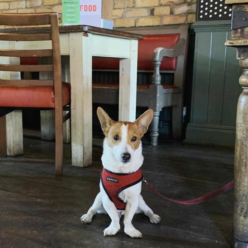 Dog friendly restaurant: Draft House