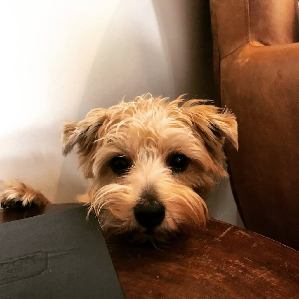 Dog friendly restaurant: London House