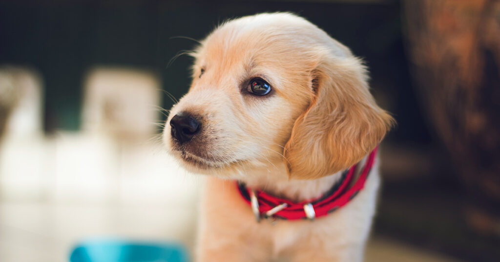 new puppy not eating food