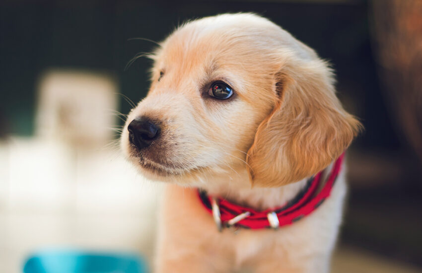Puppy not eating