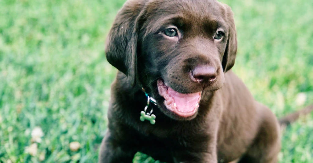 Puppy Teething Guide