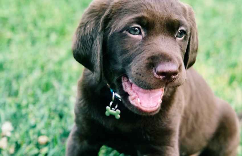 Puppy Teething Guide