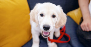 Puppy Training