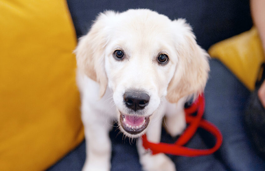 Puppy Training
