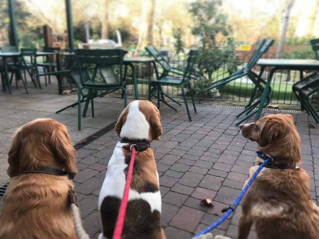 Dog friendly restaurant: Putt in the Park